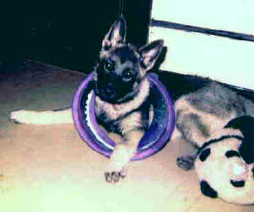Wegian playing with a Frisbee